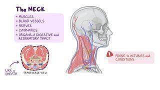 Trendelenburg Position: What Is It, Uses, and More | Osmosis