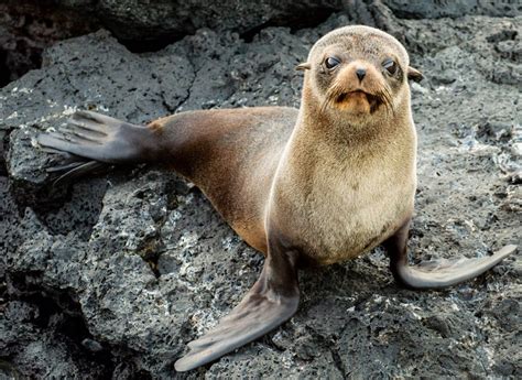 Galapagos Islands Animals | Where, When & How to Spot Them