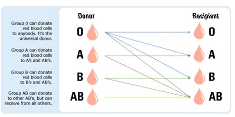 How to Test Blood Type - Carrington.edu