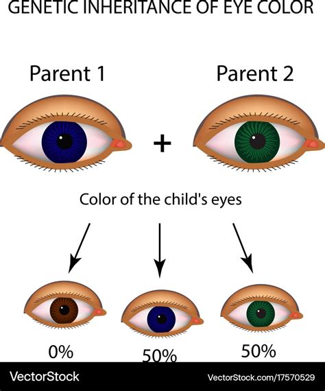 3 Facts About Eye Color Genetics Eye Color Chart Eye Color Chart What | Porn Sex Picture