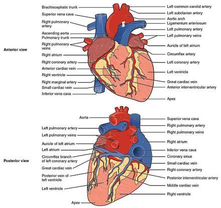 Heart | Radiology Reference Article | Radiopaedia.org