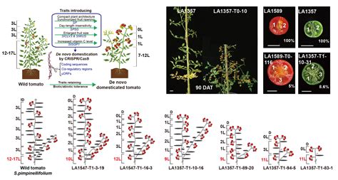 Accelerated Domestication of Wild Tomato Promotes Development of New ...