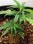 Purple Kush x Silver Haze Clone help!! *PICS* - Cannabis Cultivation - Growery Message Board