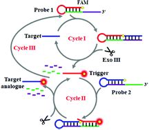 Exonuclease III-assisted multiple cycle amplification for the sensitive detection of DNA with ...