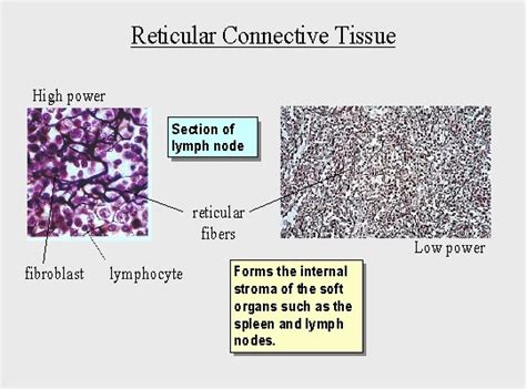 Connective tissue - BIOLOGY4ISC