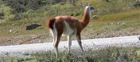 Bolivian Wildlife - Learn more about Bolivian Nature | don Quijote