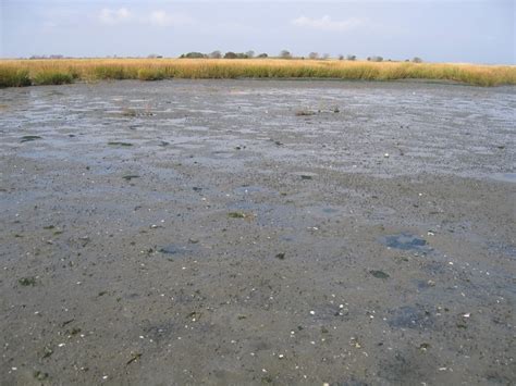 Marine Intertidal Mudflats Guide - New York Natural Heritage Program