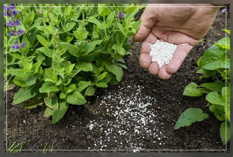 Garden Lime: Uses in Gardening - Al Ardh Alkhadra