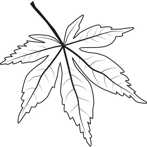 Grape leaf. Outline illustration of grape leaf 14059339 PNG