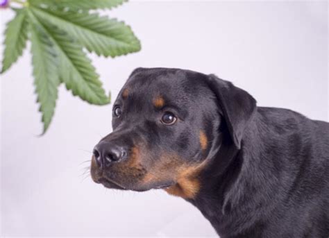 Can Dogs Get High? The Dangerous Effects of Marijuana on Dogs | PetMD