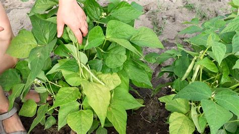 harvesting beans in vegetable garden 9728982 Stock Video at Vecteezy