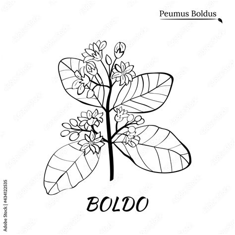 Boldo peumus boldus, culinary, aromatic and medicinal plant. Set of branches, leaves and flowers ...