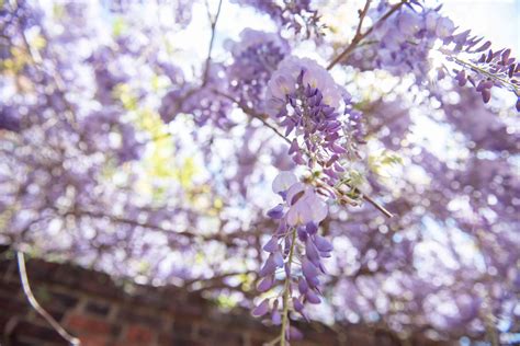 Chinese Wisteria: Plant Care & Growing Guide