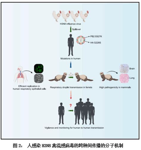 Avian Flu Diary: Cell: Airborne Transmission of Human-isolated Avian H3N8 Influenza Virus ...