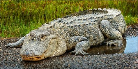 6 Largest Alligators in the World - Largest.org