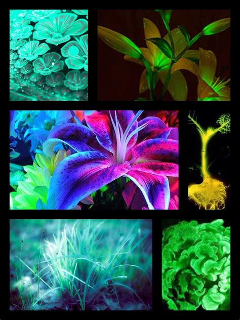 Bioluminescent plants genetically engineered to emit a shine all the ...