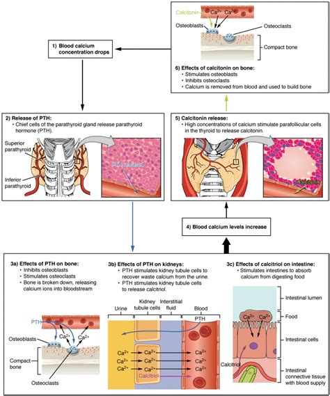 The Parathyroid Glands | Anatomy and Physiology II