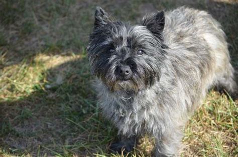 Cairn Terrier (Complete Breed Profile and Pictures)