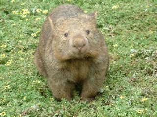 Facts About Wombats | Live Science