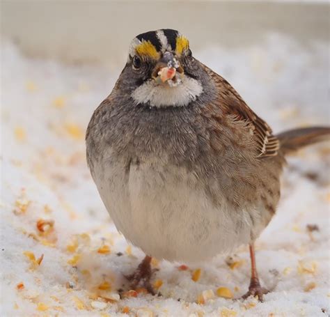 Some more Northeastern backyard birds with 75-300mm II & EM-1: Micro Four Thirds Talk Forum ...