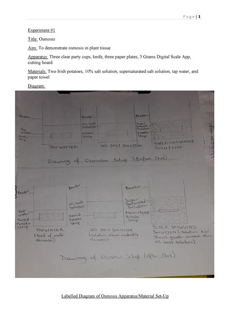 Osmosis in Plant Tissue Experiment 1 - Experiment # Title: Osmosis Aim: To demonstrate osmosis ...