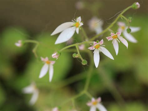 Strawberry Begonia Plants - How To Grow A Strawberry Begonia Houseplant