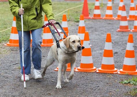 7 Types of Dog Training: Which Method is Best?