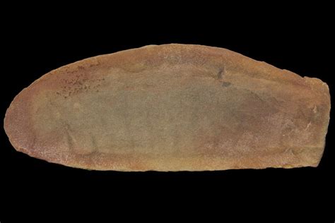 2.7" Partial Tully Monster (Tullimonstrum) - Mazon Creek (#113252) For Sale - FossilEra.com