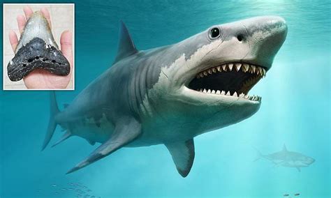 Megalodon was higher up the food chain than any other marine animal ...