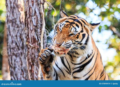 Bengal Tiger (Panthera Tigris Tigris) Eating Meat In The Zoo Stock Photo - Image: 47894414