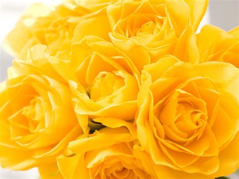 Yellow Roses Wallpapers - Wallpaper Cave