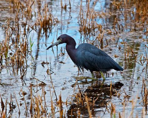 Loxahatchee NWR FL - © Tail Feather Photos - Little Blue Heron Wading ...