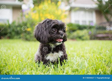 Adorable Miniature Shih Tzu Puppy Dog Stock Image - Image of black ...