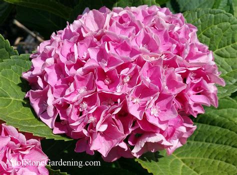 Hydrangeas for Shade - Landscape Ideas