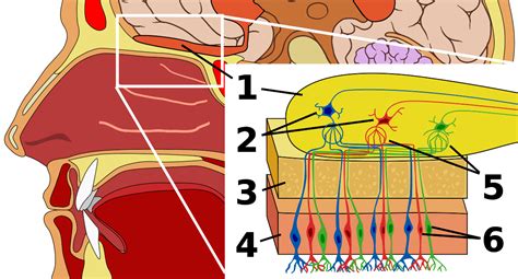 Sensory Processes | Boundless Psychology