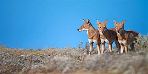 Hallan el único fósil conocido del lobo etíope - 800Noticias