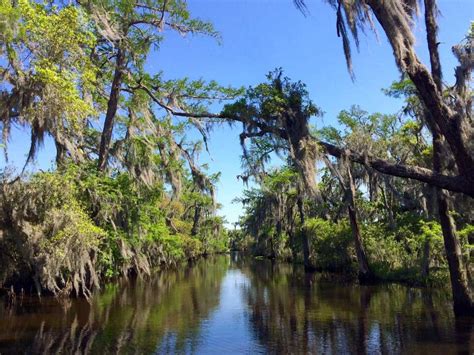 Bayou Swamp Tours: The #1 Swamp Tour in New Orleans