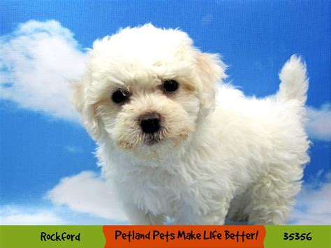 Bichon Frise-DOG-Female-White-3390734-Petland Pets & Puppies Chicago ...