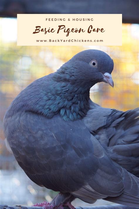 People keep pigeons for many different reasons such as racing/homing, breeding for shape and ...