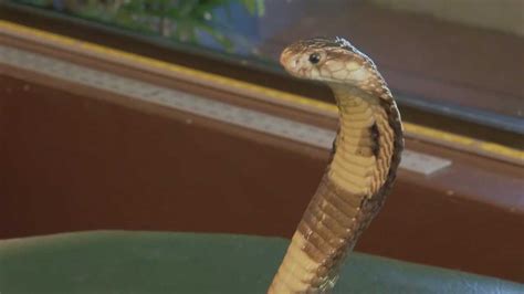 Florida man survives at least a dozen venomous snake bites