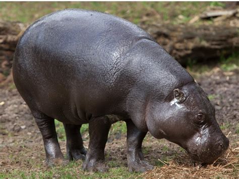 Pygmy hippopotamus: habitat and characteristics