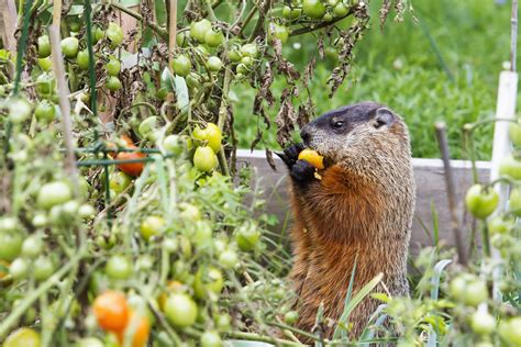 Top 199+ How to protect garden from animals - Merkantilaklubben.org