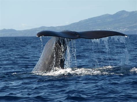 Activities in the Azores: biking and whale watching - Portugal Adventures