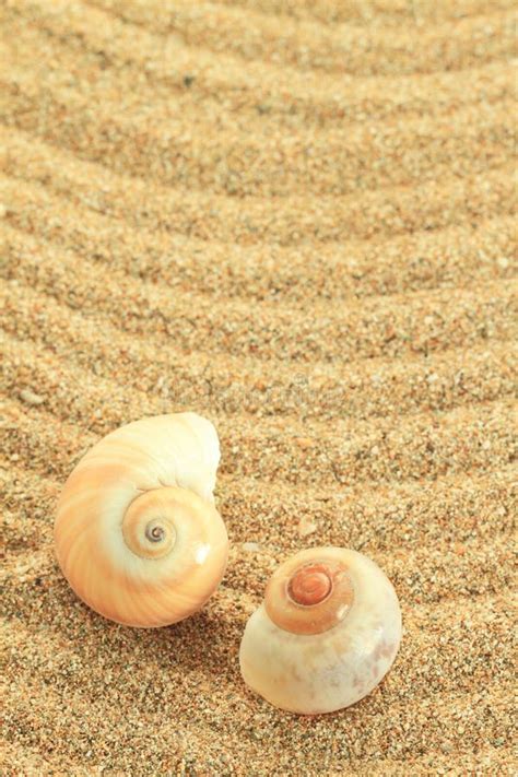 Gastropod shell stock photo. Image of sand, beauty, coastal - 26324746