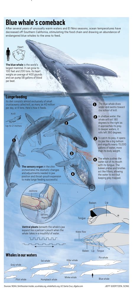 Blue whale makes early appearance off Southern California coast ...