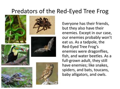 PPT - Red-Eyed Tree Frogs PowerPoint Presentation, free download - ID:2062576