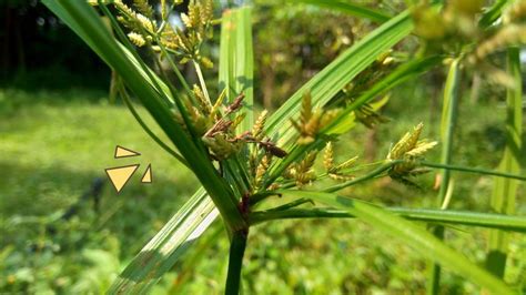 Jarang yang Tahu, 10 Manfaat Rumput Teki untuk Kesehatan Tubuh | Orami