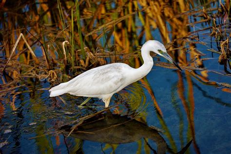 Little Blue Heron | 'Juvenile' Little Blue Heron - Florida E… | Flickr