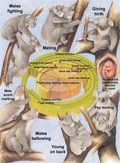 Reproductive System - Koala Bear