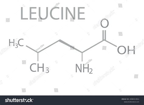 Leucine Molecular Skeletal Chemical Formula Stock Vector (Royalty Free ...